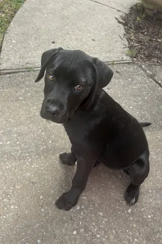 Nova