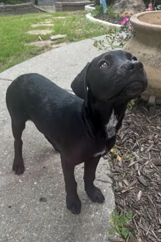 Nova