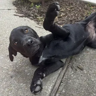 Nova