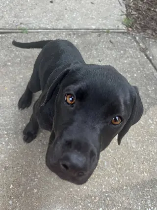 Nova