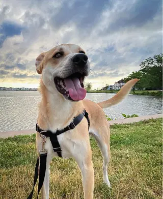 Buttercup (lab) - as sweet as her name