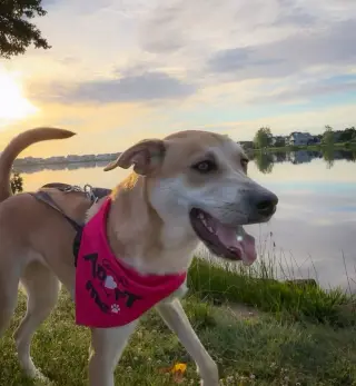 Buttercup (lab) - as sweet as her name