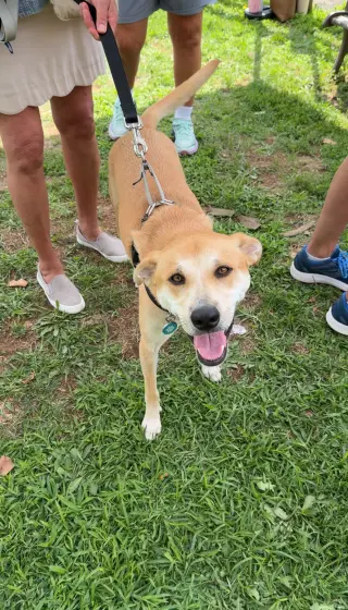 Buttercup (lab) - as sweet as her name