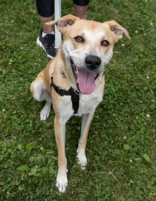 Buttercup (lab) - as sweet as her name
