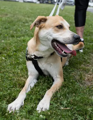 Buttercup (lab) - as sweet as her name