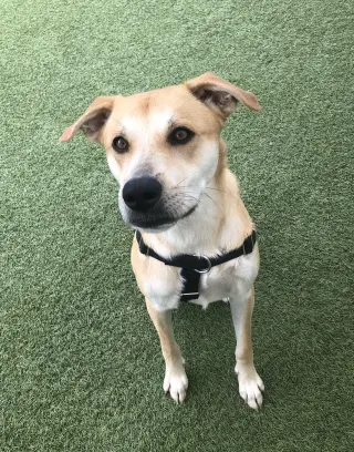 Buttercup (lab) - as sweet as her name