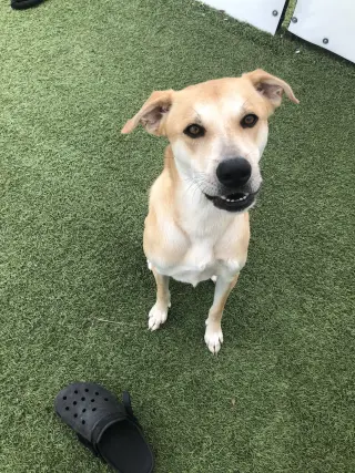 Buttercup (lab) - as sweet as her name