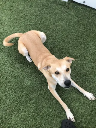 Buttercup (lab) - as sweet as her name