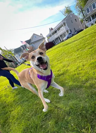 Buttercup (lab) - as sweet as her name