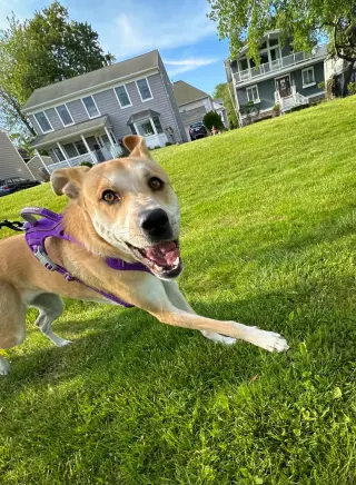 Buttercup (lab) - as sweet as her name
