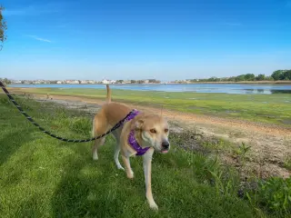 Buttercup (lab) - as sweet as her name
