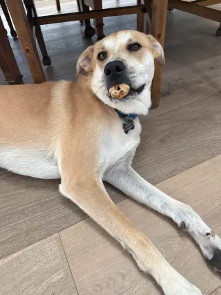 Buttercup (lab) - as sweet as her name