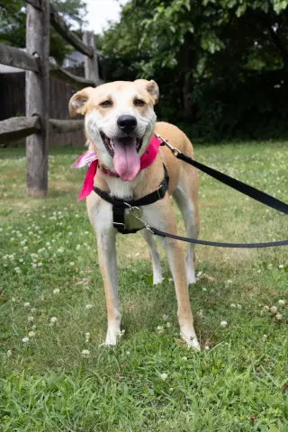 Buttercup (lab) - as sweet as her name