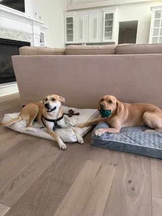 Buttercup (lab) - as sweet as her name