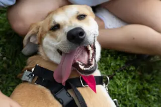 Buttercup (lab) - as sweet as her name