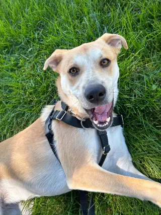 Buttercup (lab) - as sweet as her name