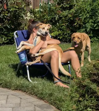 Buttercup (lab) - as sweet as her name