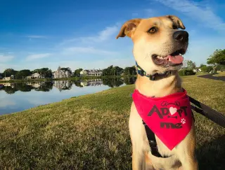 Buttercup (lab) - as sweet as her name