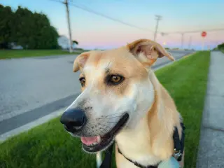 Buttercup (lab) - as sweet as her name