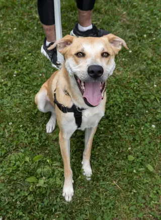 Buttercup (lab) - as sweet as her name