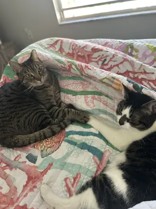 BONDED PAIR: Pooky & Jasper