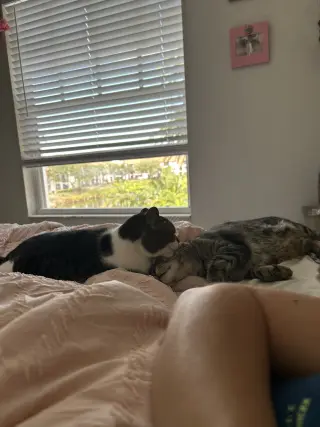 BONDED PAIR: Pooky & Jasper