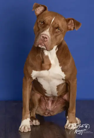 Nova (prev.Almond Joy)