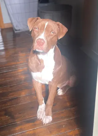Nova (prev.Almond Joy)