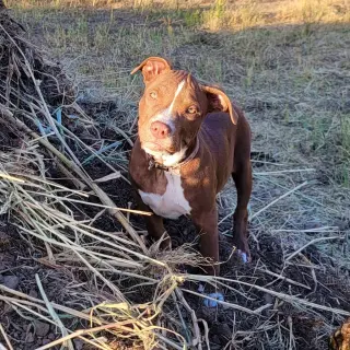 Nova (prev.Almond Joy)