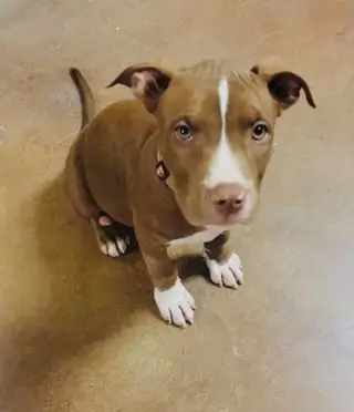 Nova (prev.Almond Joy)