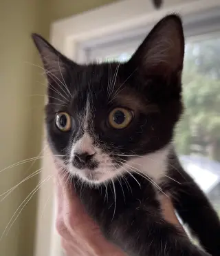 Sneezy