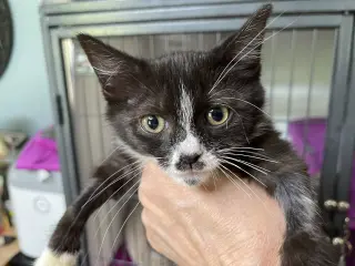 Sneezy