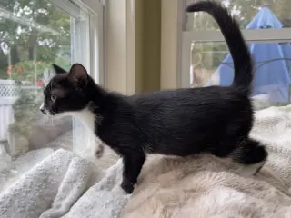 Sneezy