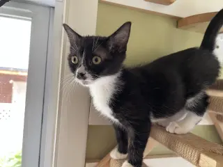 Sneezy