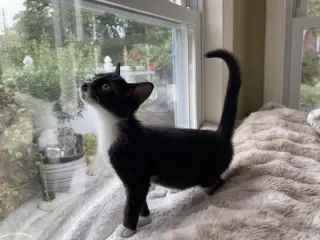 Sneezy