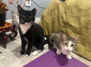 Marquis and Majesty