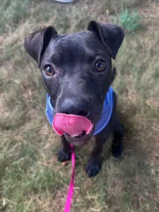 Willow