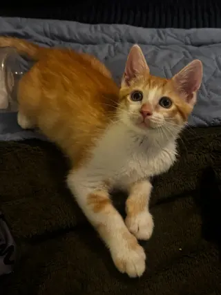 Ziggy
