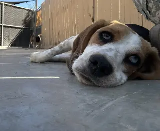 Bugzee-ADOPTED 6/7/26