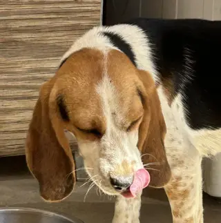 Bugzee-ADOPTED 6/7/26