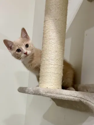 CAT - Louie