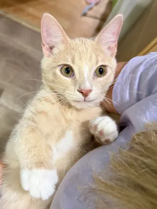 CAT - Louie