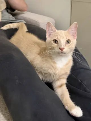 CAT - Louie