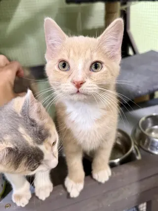 CAT - Louie