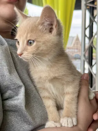 CAT - Louie