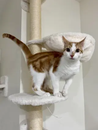 CAT - Lenny