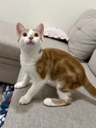 CAT - Lenny