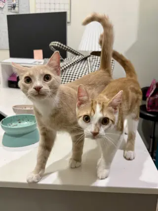 CAT - Lenny