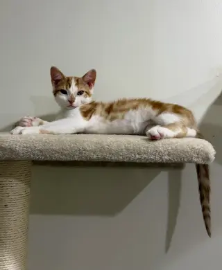 CAT - Lenny