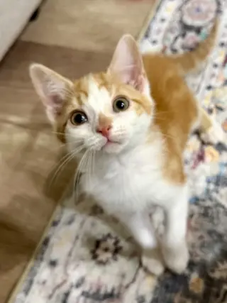 CAT - Lenny